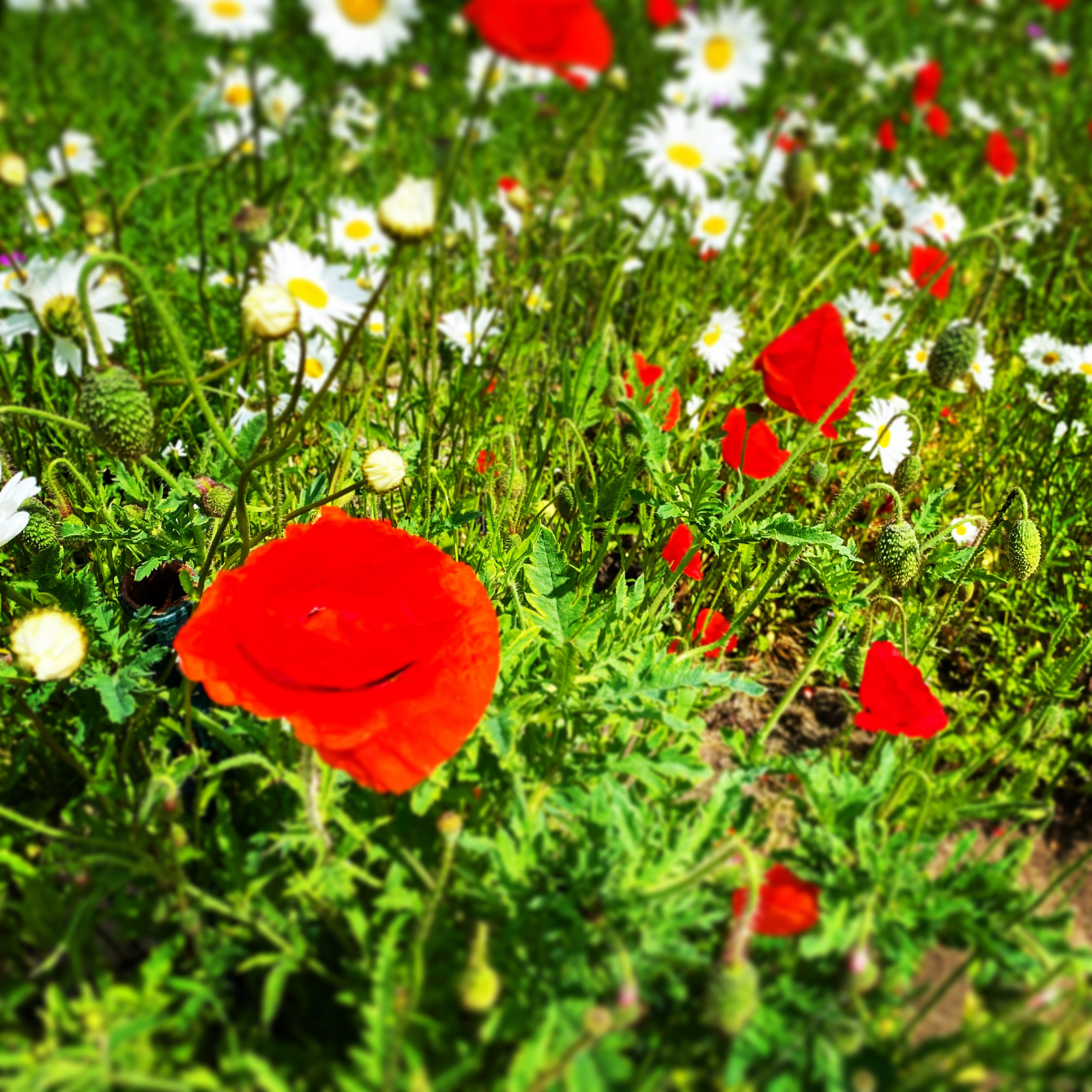 BahnLandwirtschaft Hamburg e.V. Kleingärten im Norden